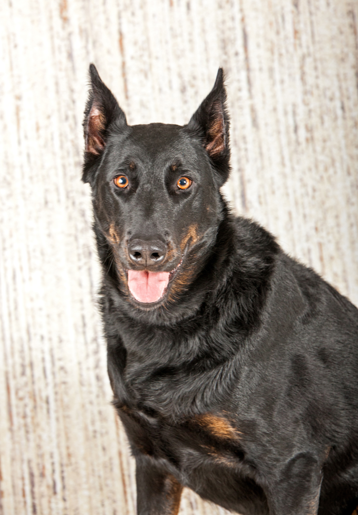 can a beauceron be an outside pet