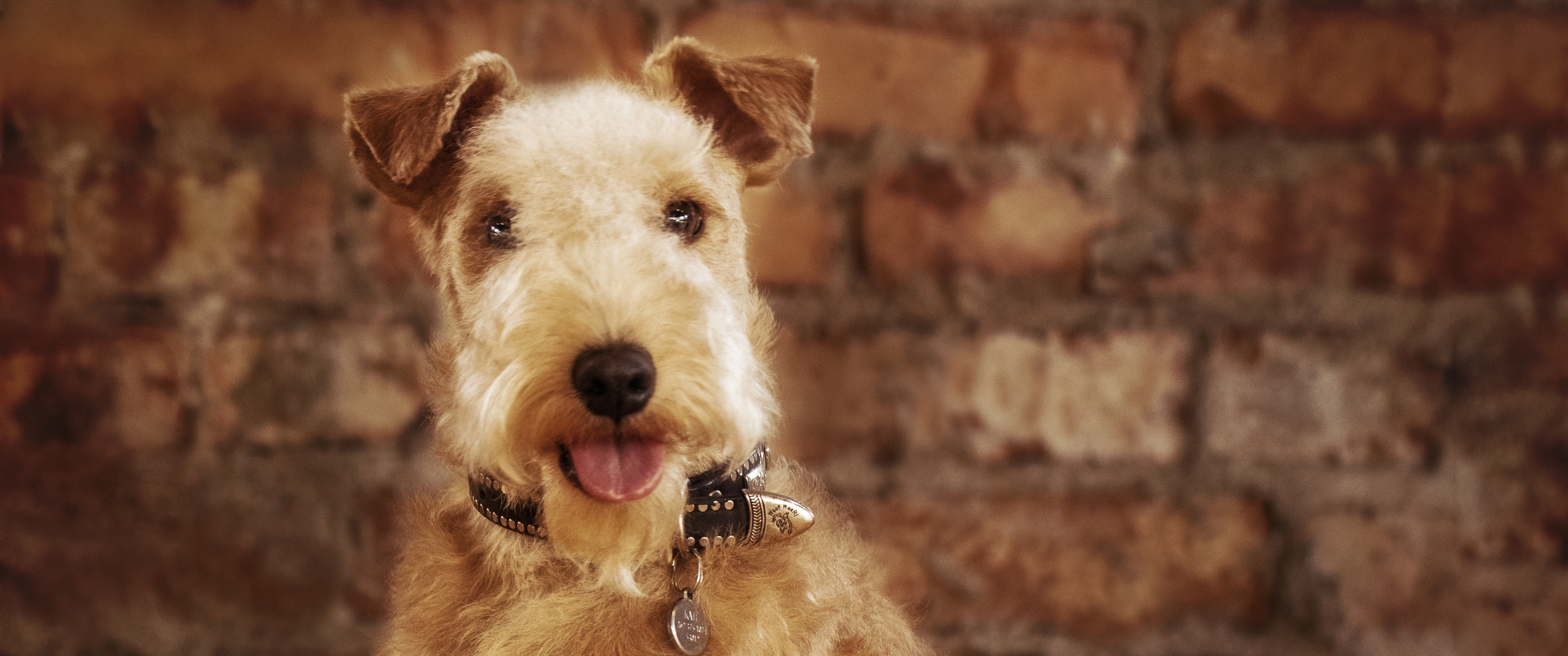 are lakeland terriers aggressive