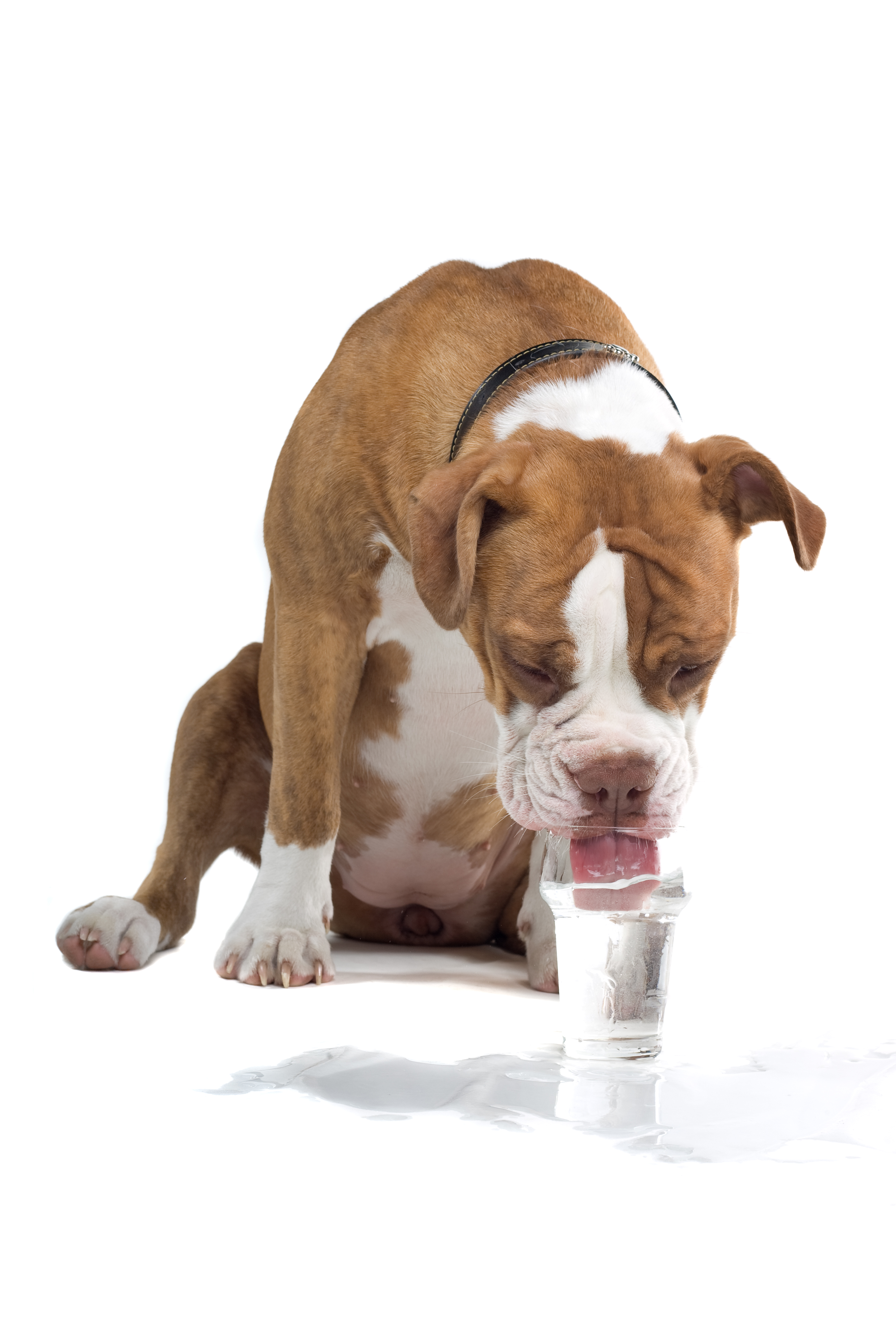 Why is My Dog Drinking so much Water? • FETCH Magazine